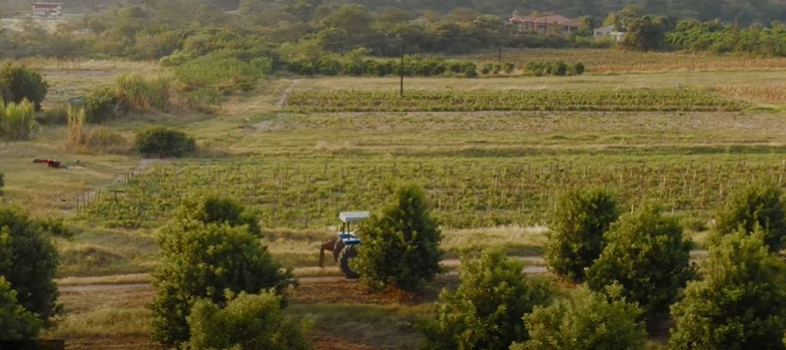 Kepas Melodi's farm (Shoprite Holdings YouTube) Kepas Melodi's farm (Shoprite Holdings YouTube)