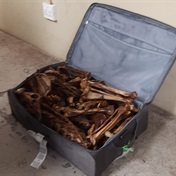 Fur crying out loud: Man en route to Vietnam with lion bones in luggage arrested at OR Tambo airport
