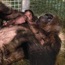 Baby gorilla treated for pneumonia united with mom