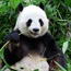 Giant panda has an unexpected sweet tooth