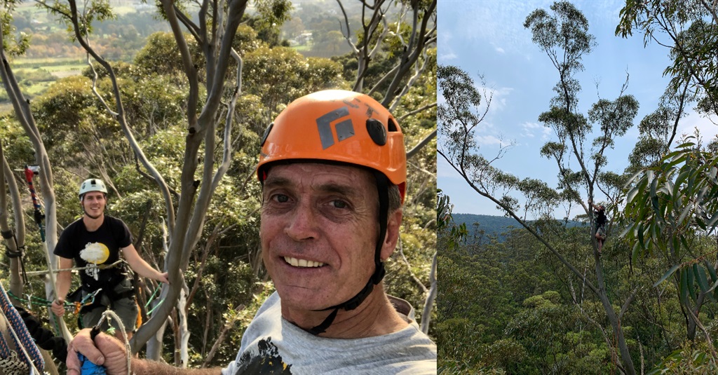 Stellenboschoupa klim op 60 die hoogste mensgeplante boom ter wêreld