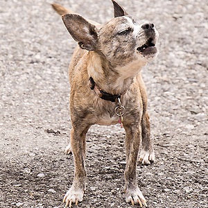 Chihuahua Guard Dog by Don DeBold on Flickr: 