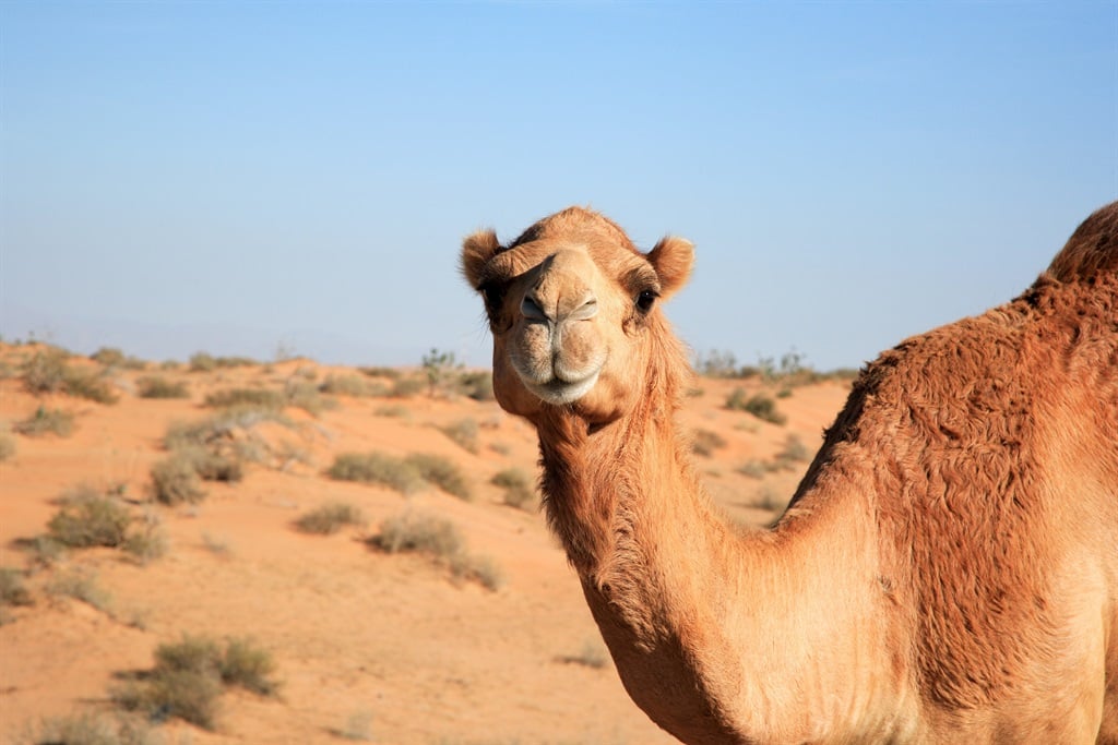 The Reproductive Biotechnology Centre in Dubai works to preserve the cells of and reproduce elite racing camels.
