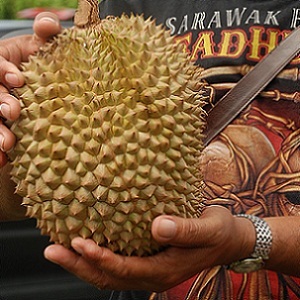 The delicious, disgusting durian fruit. Photo: Olivia Rose-Innes