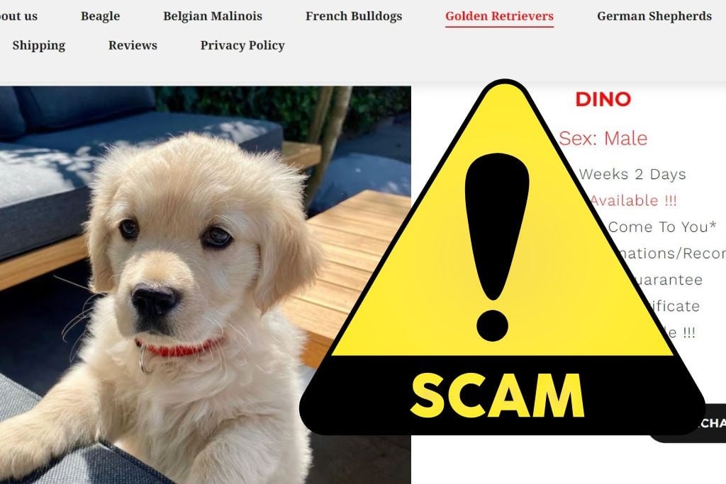 South Africans are losing thousands to online puppy scams.