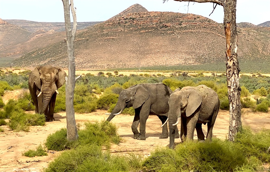 A man was killed by an elephant while searching for his cattle. 