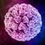 Two-thirds of US adults carry HPV