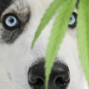 Weed is incredibly toxic to dogs and requires immediate medical assistance.