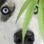 Did you know dagga is toxic to dogs? Here's what to do if your dog ingests it