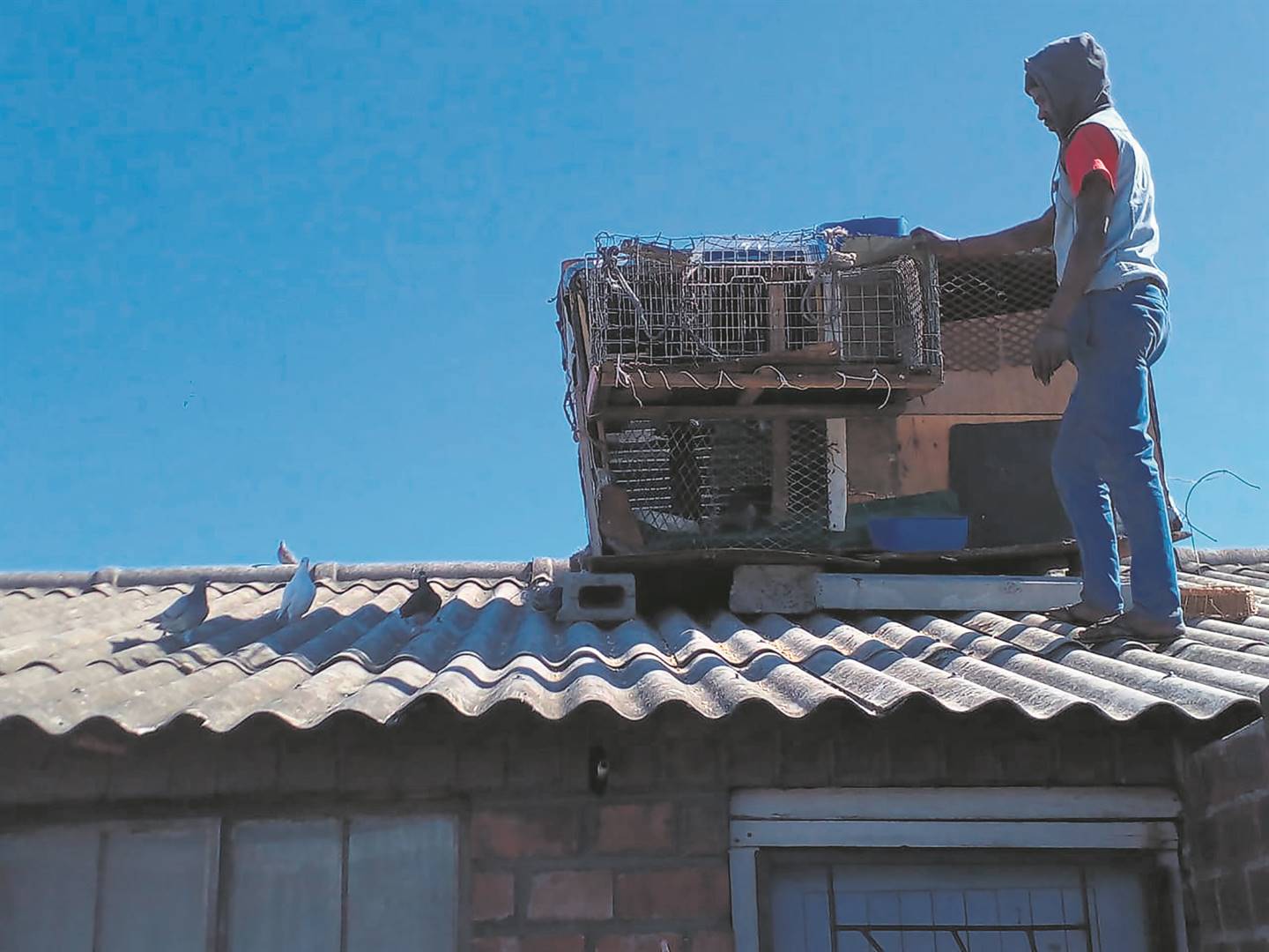 Sibulele Ndifana said he keeps his pigeons in a cage on the roof to protect them.              Photo by  Lulekwa Mbadamane