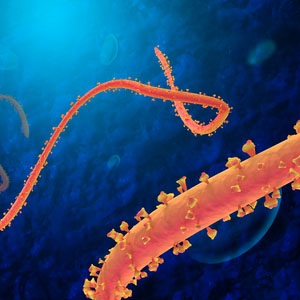 Ebola virus from Shutterstock. 