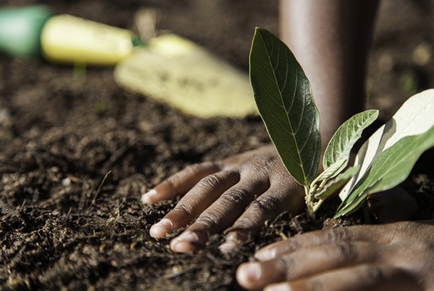 A child plants a small plant in the soil. (Photo: iStock)