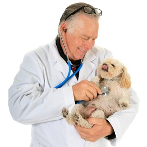 Veterinarian checks little poodle from Shutterstock