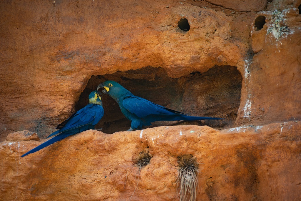 Lears Macaw (Anodorhynchus leari), also known as the indigo macaw, is a large all-blue Brazilian parrot, a member of a large group of Neotropical parrots