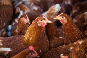 Chicken on organic farm from Shutterstock