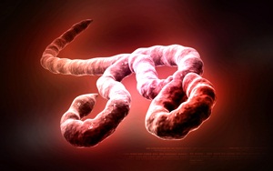 Ebola virus from Shutterstock