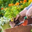 Arthritis and gardening
