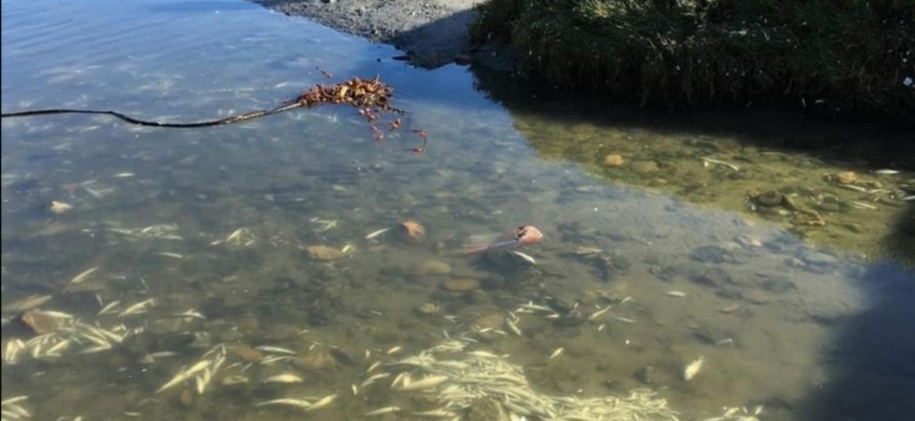 City to probe into the cause of fish die-off in Milnterton Lagoon
(Facebook: Kelly Van Der Toorn)