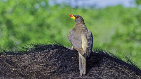 Yellow-billed oxpecker. Picture: Dylan Vasapolli/Birding Ecotours
