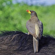 Birds: Oxpecker – friend or foe?