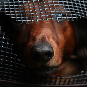 A dachshund peering out of damaged carry crate from Shutterstock.