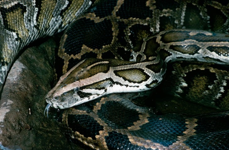 A python has swallowed a woman whole. (Getty Images)