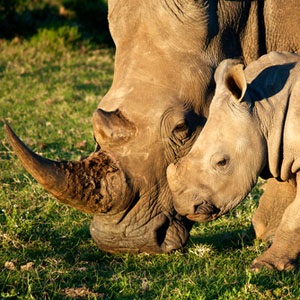 Rhinos from Shutterstock.