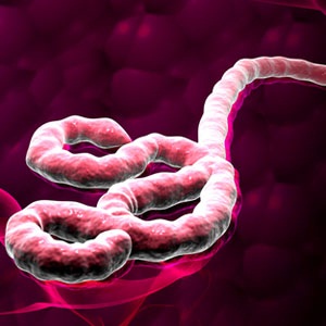 Digital illustration of Ebola virus from Shutterstock.