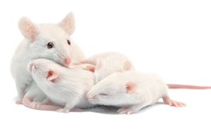 White laboratory mice: mother with pups, which are 9 days old; isolated on white from Shutterstock