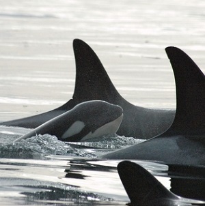 Orca calf surfaces. Image: Shutterstock