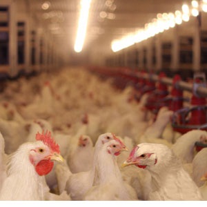 Chicken farm from Shutterstock.