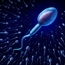 Infertile men might need 'sperm shield' boost