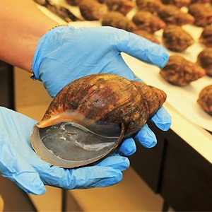 Customs officials hold one of the giant African snails seized at Lax airport in the US>