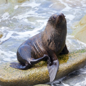 Sea lion from Shutterstock