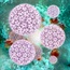 HPV test may be best for assessing cervical cancer risk