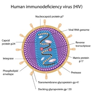 Shutterstock: Human immunodeficiency virus