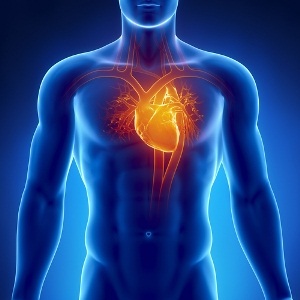 Human heart from Shutterstock