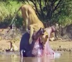 The grossest wildlife video you will ever watch