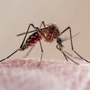 WATCH | Dengue fever: Biologists sterilise virus-carrying mosquitoes with nuclear energy