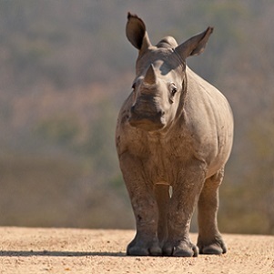 White rhino calf, Kruger National Park. Credit: Sue Berry, Shutterstock