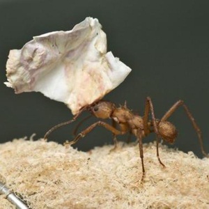 A South American leaf cutter ant 
