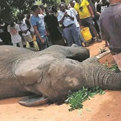 Stray animals terrorise community around Kruger National Park... but whose fence is it really?