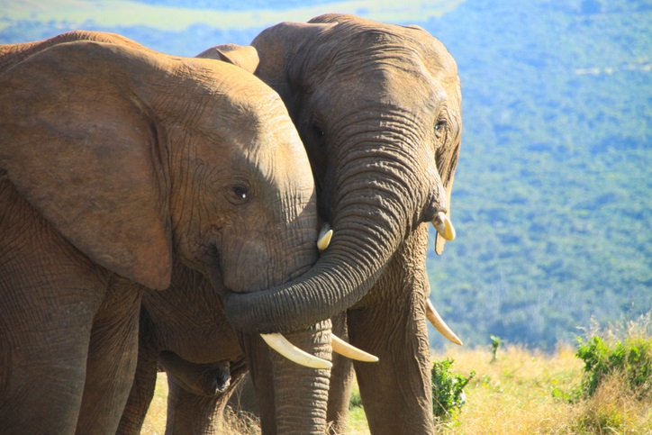 Elephants in South Africa. (Photo: Getty Images)