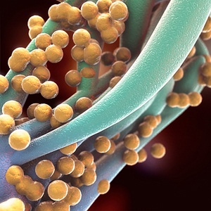 MRSA bacteria from Shutterstock