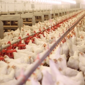 Chicken farm from Shutterstock