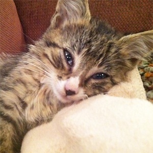 Roger the kitten, from  Longmont Humane Society, via Loveanimals.org