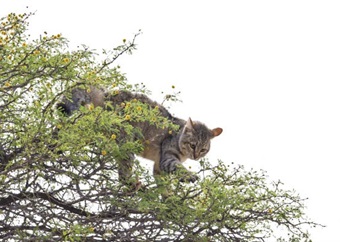 With my own eyes: Cat battle in the Kgalagadi
