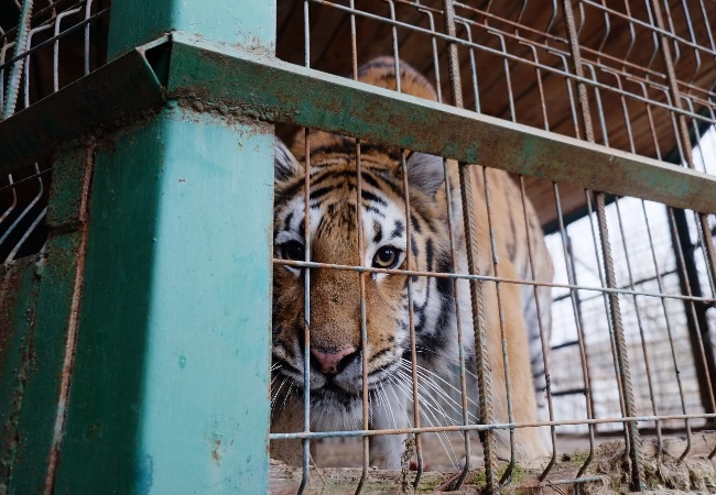 Gina, a seven-year-old tiger, is one of six big cats rescued from harsh conditions in Ukraine. (PHOTO:SUPPLIED)