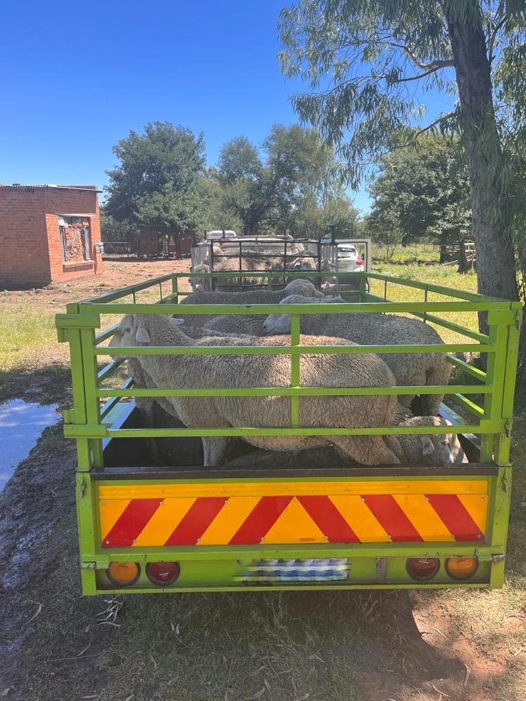 104 sheep recovered and three men arrested.