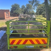 Three bust for stock theft and recover 104 sheep!